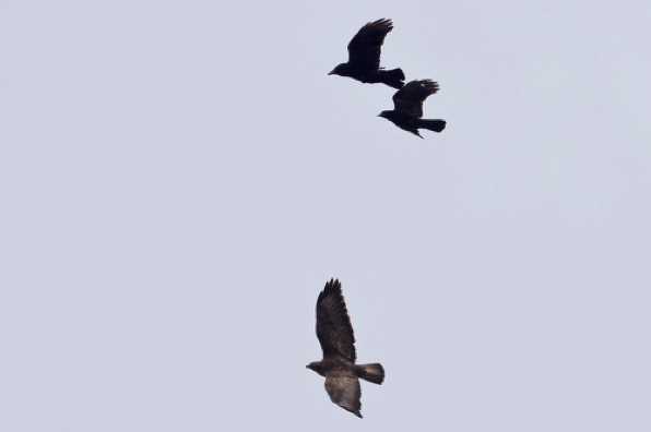 22 May 2020 - 08-08-23 
Two jackdaws try to see off a marauding buzzard.
------------------
Buzzard and Jackdaws over Dartmouth